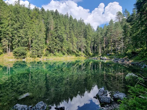 Бесплатное стоковое фото с глубокий, деревья, зеленый