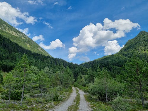 Ingyenes stockfotó dombok, erdő, fák témában