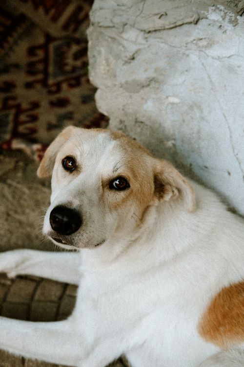 Free Adorable mixed-breed dog relaxing indoors on a patterned rug looking curiously into the camera. Stock Photo