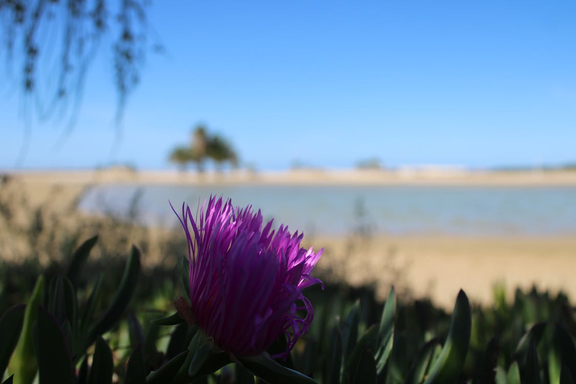 playa y paseo marítimo de la Puntilla