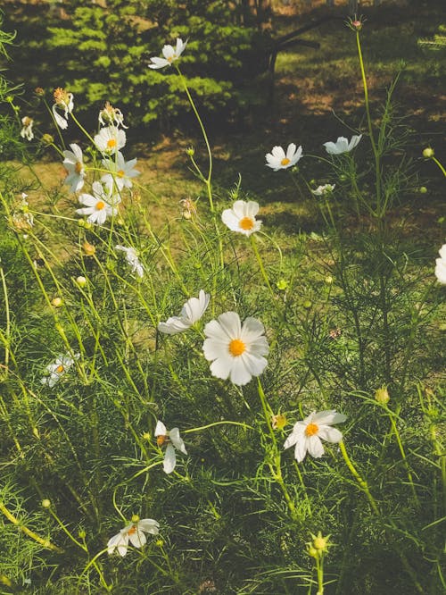 Fotobanka s bezplatnými fotkami na tému kvety, leto, rastlina