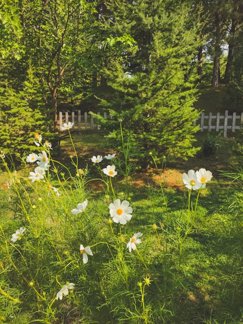 Fotobanka s bezplatnými fotkami na tému biela, kvety, leto