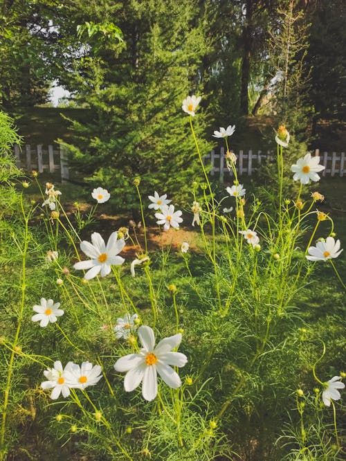 Fotobanka s bezplatnými fotkami na tému kvety, leto, rastlina