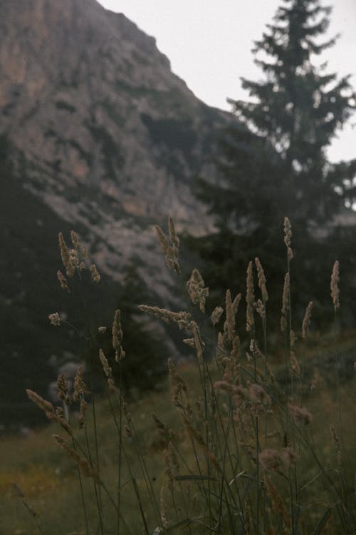 Imagine de stoc gratuită din drumeţii montane, lac de munte, munte