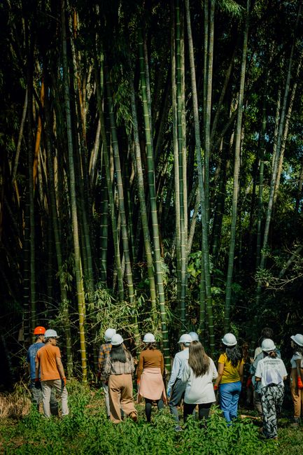 A group of tourists exploring a lush bamboo forest in Sauce, San Martín, Peru.