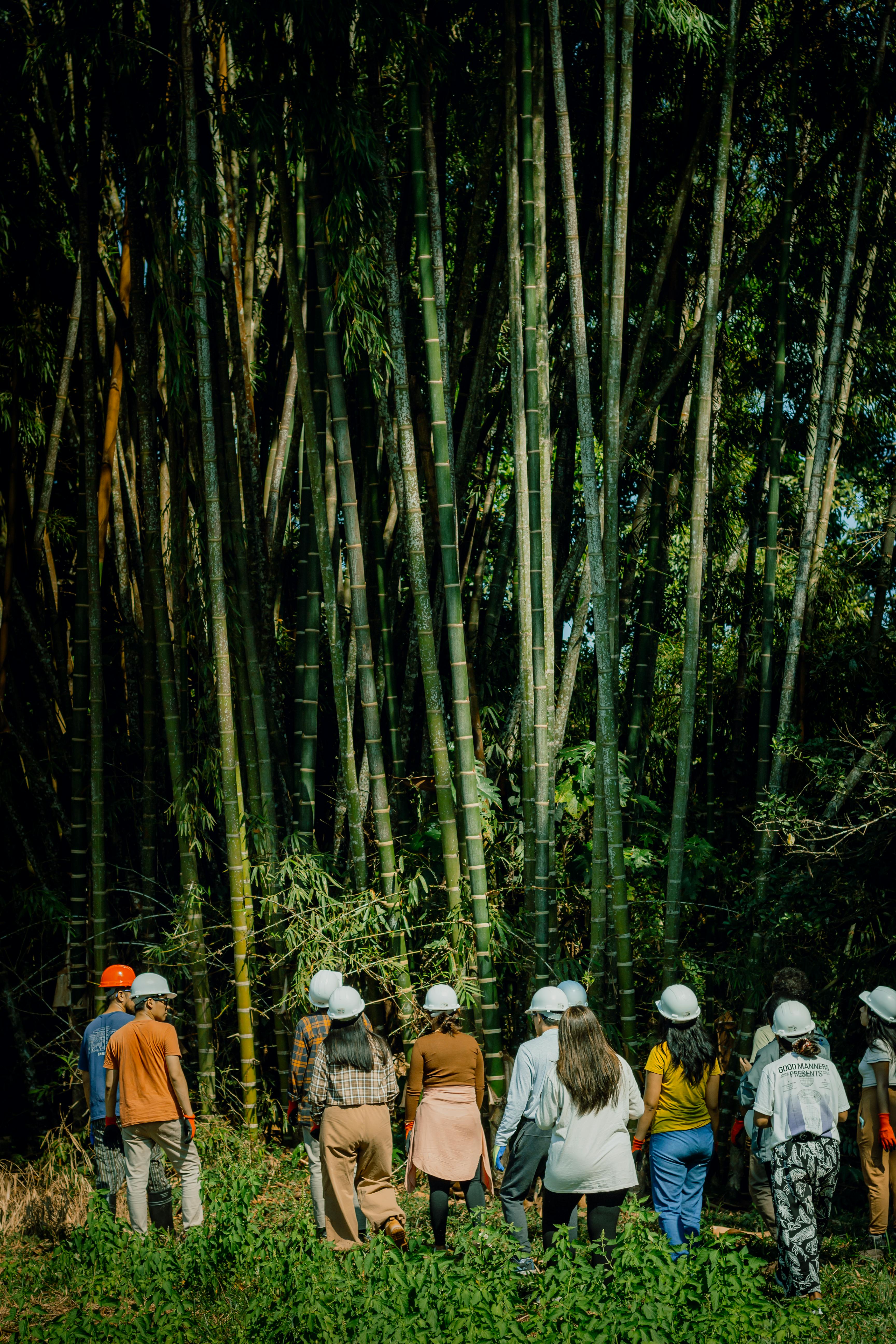 Ücretsiz açık hava, Ananas, bambu içeren Ücretsiz stok fotoğraf Stok Fotoğraflar