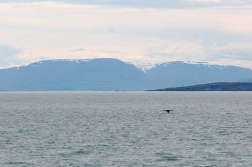 Free stock photo of aquatic elegance, Awe-Inspiring Wildlife, coastal whale excursions Stock Photo