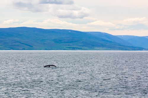Free stock photo of aquatic spectacle, coastal beauty, coastal encounters Stock Photo