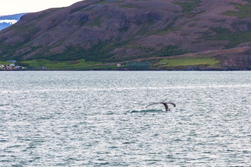 Free stock photo of aquatic spectacle, coastal beauty, coastal encounters Stock Photo
