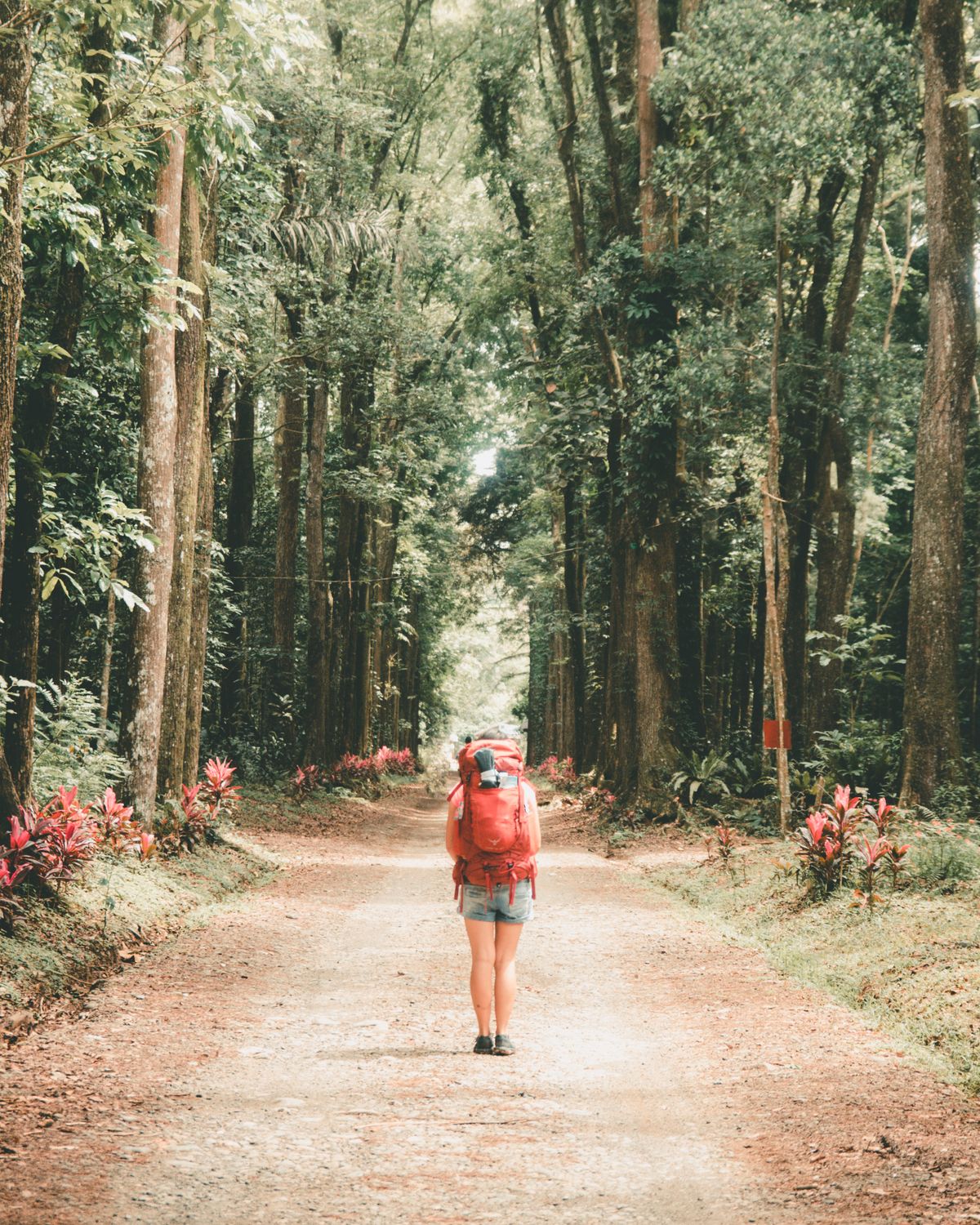 Girl with a Backpack Walking through the Forest · Free Stock Photo