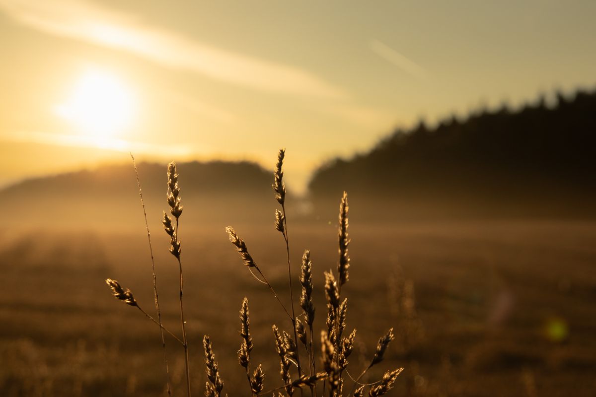 Green Grass Field during Sunset · Free Stock Photo