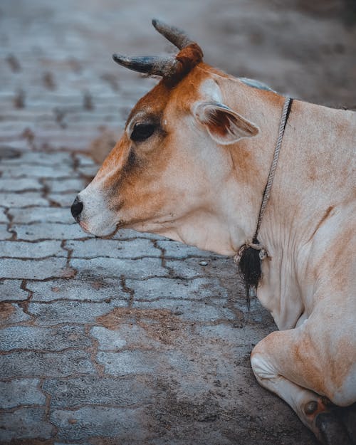Cow Lying Down on Pavement