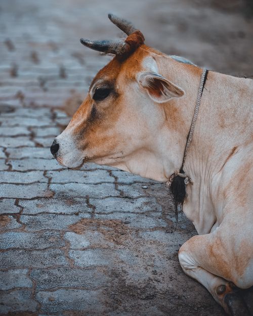 Free A serene cow resting on a cobblestone street, highlighting its gentle expression and horns. Stock Photo