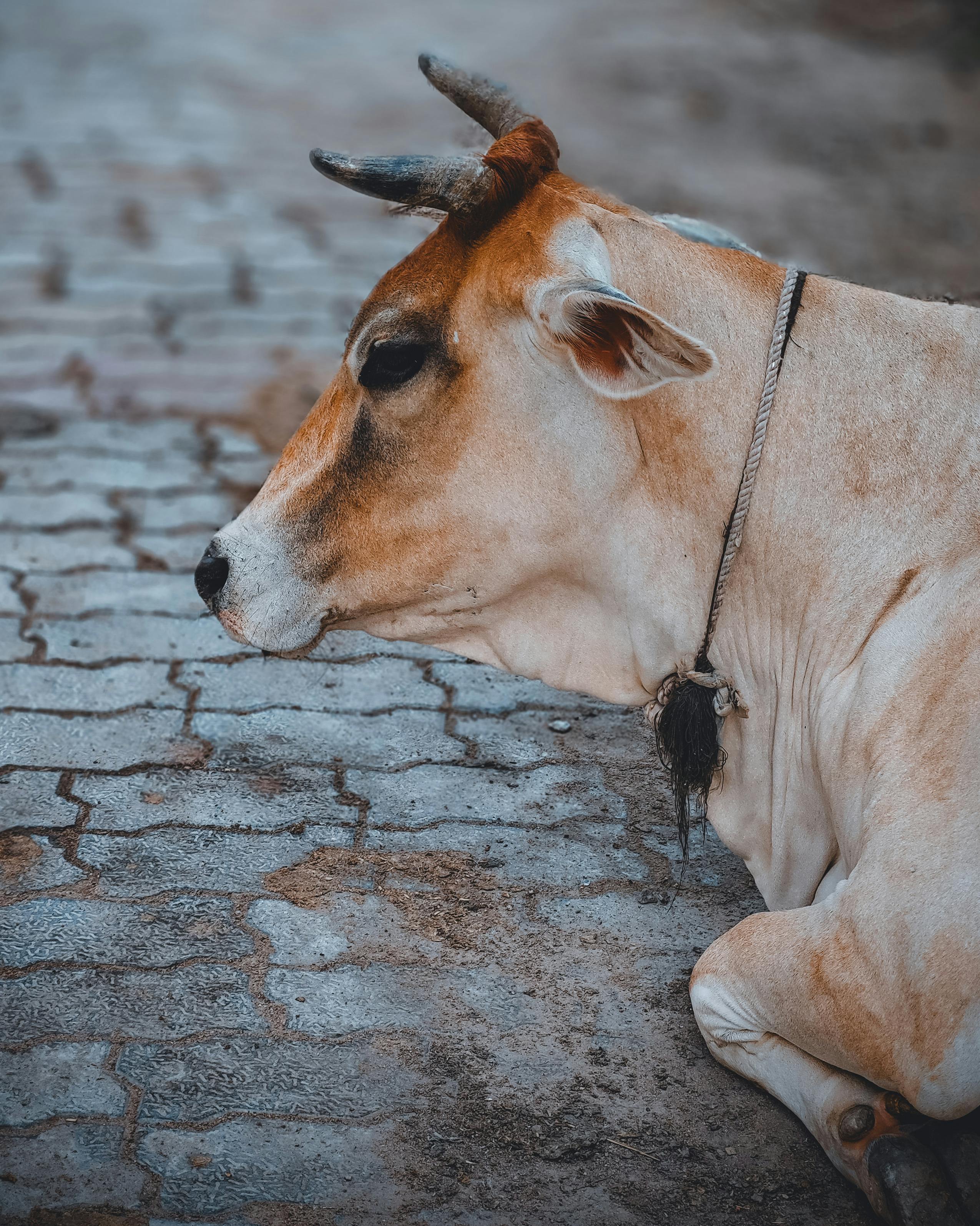 grátis Vaca Deitada Na Calçada Foto profissional