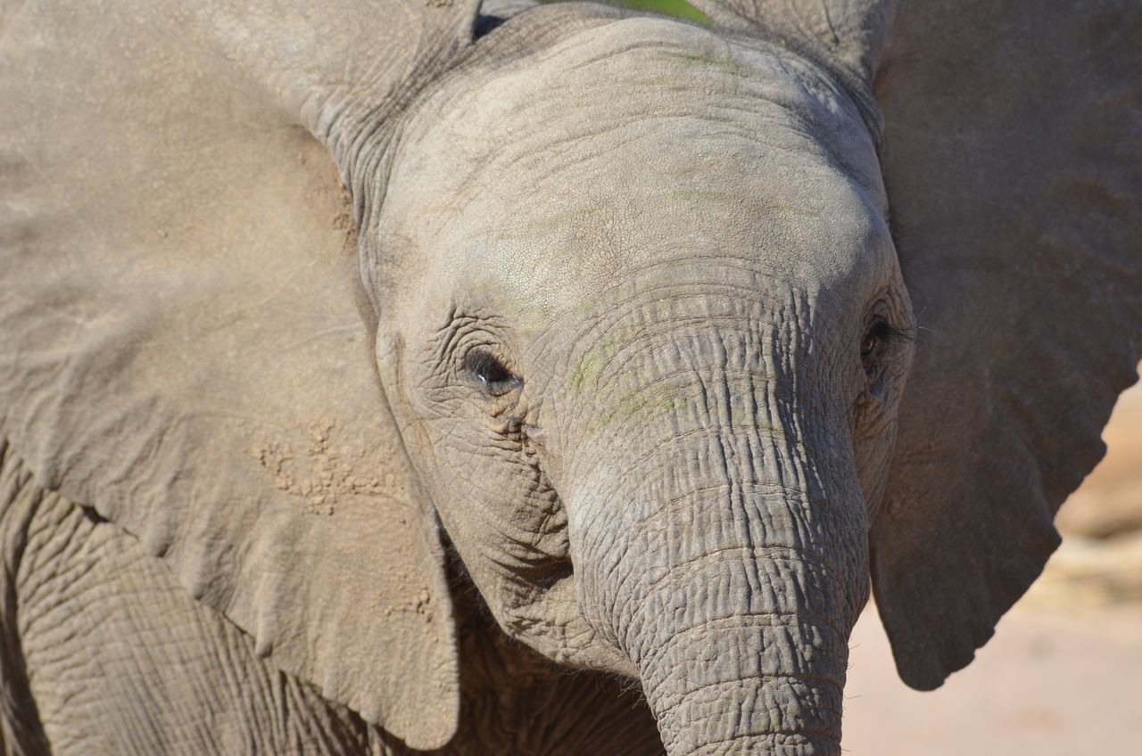 detailed close up of an african elephant showcasing its large ears and