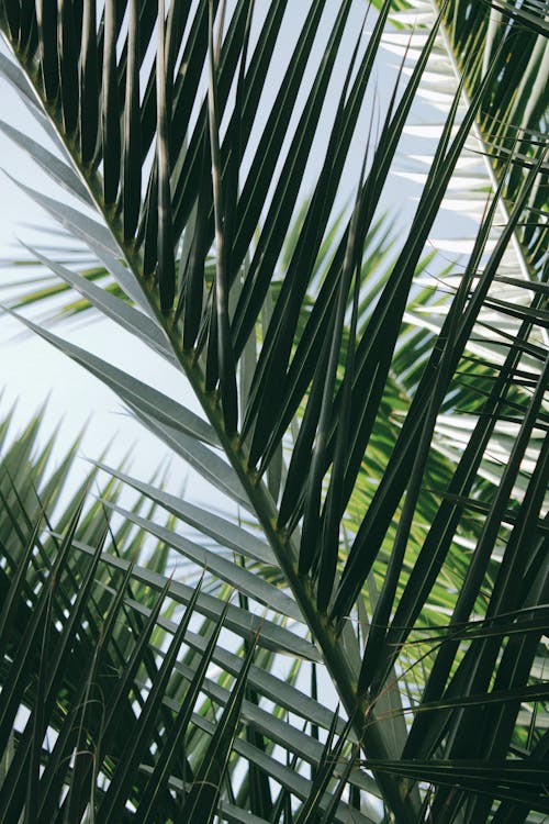 Kostnadsfri bild av löv, palmer, semester