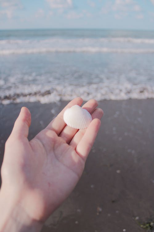 Seashell on a Hand 