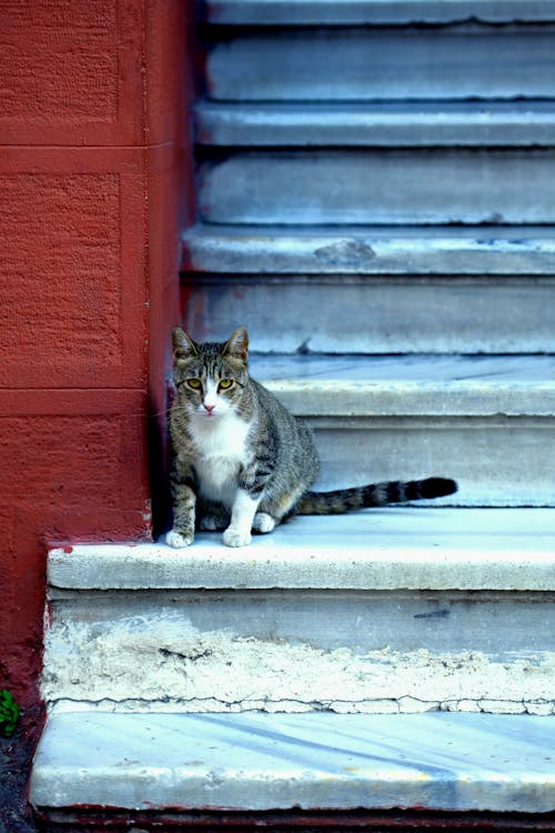 Fotos de stock gratuitas de atigrado, escaleras, fotografía de animales