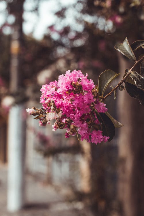 무료 핑크 꽃의 근접 촬영 스톡 사진