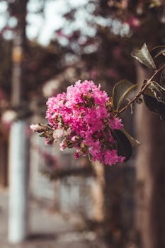 这张特写镜头展现了阳光下一朵盛开的粉红色花朵，凸显了花卉之美