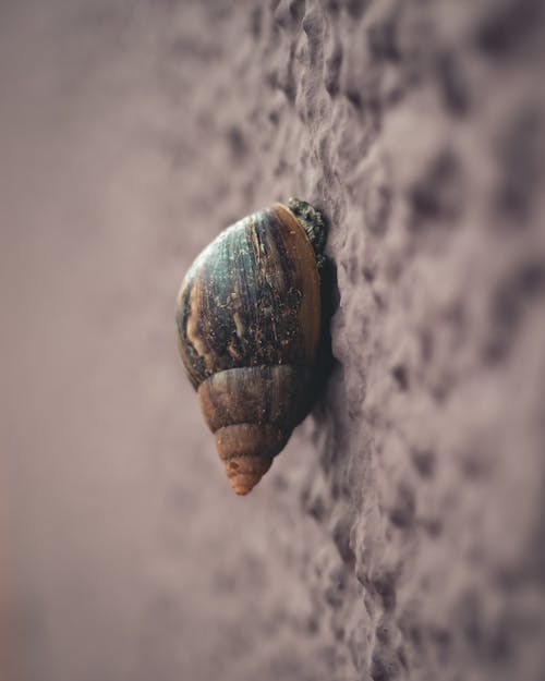 Macro Photography Of Snail On Grey Surface