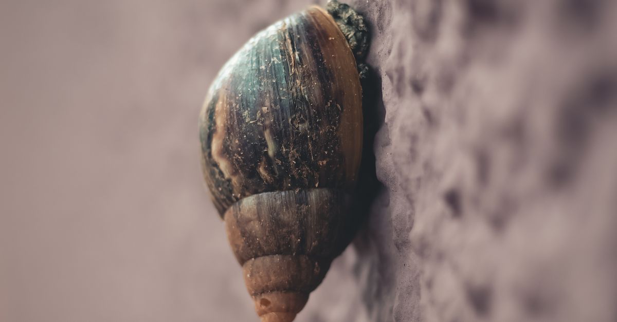 Snail Shell Gray Macro Photography Of Snail On Grey Surface · Free Stock Photo