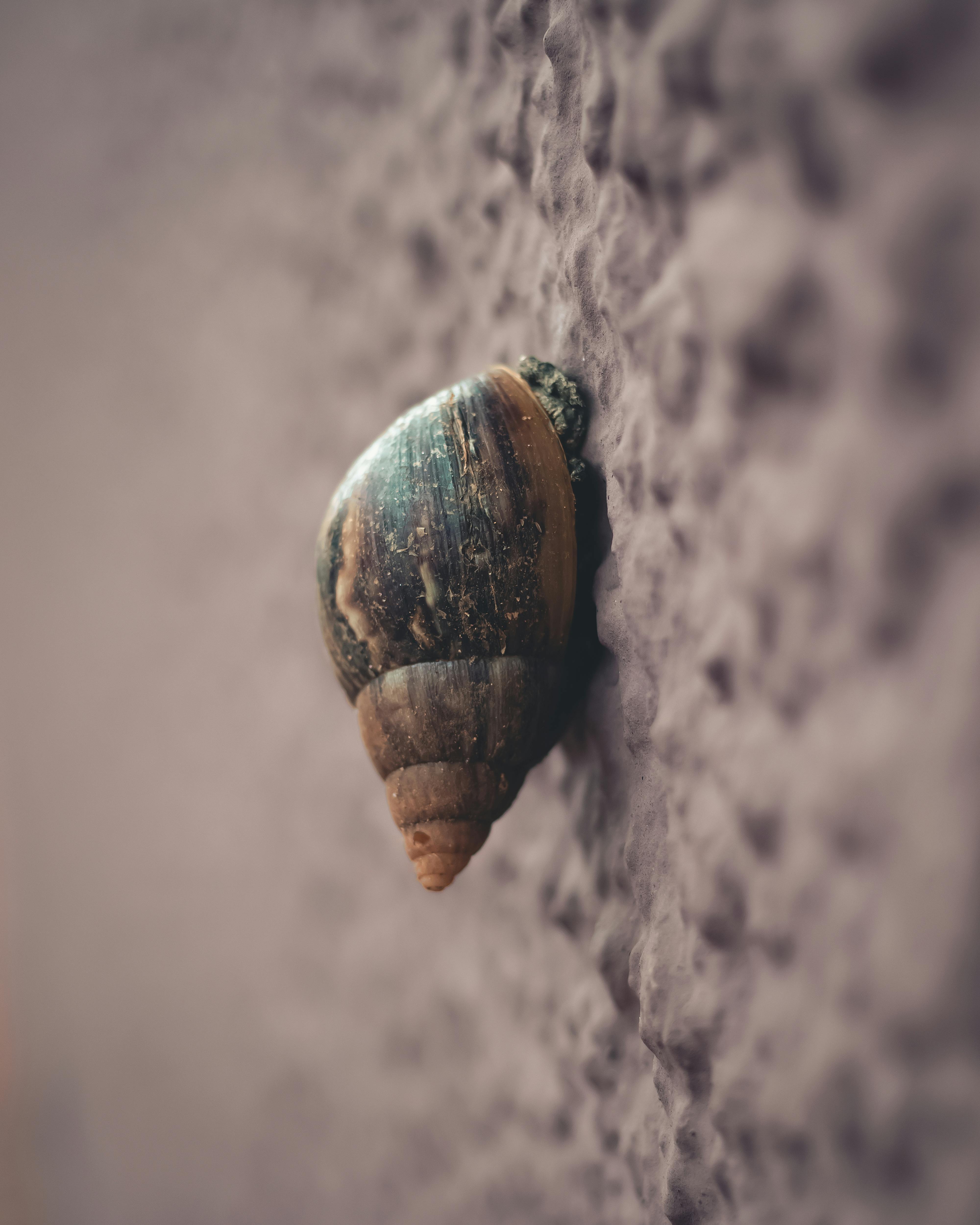 Photo gratuite de animal, coquille, escargot