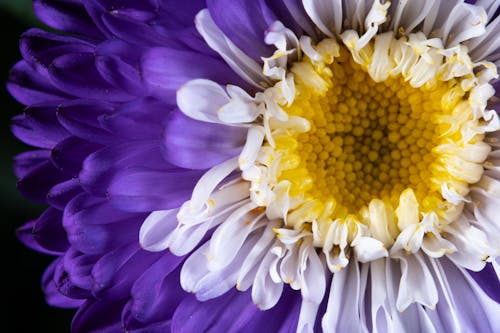 A close up of a purple and white flower