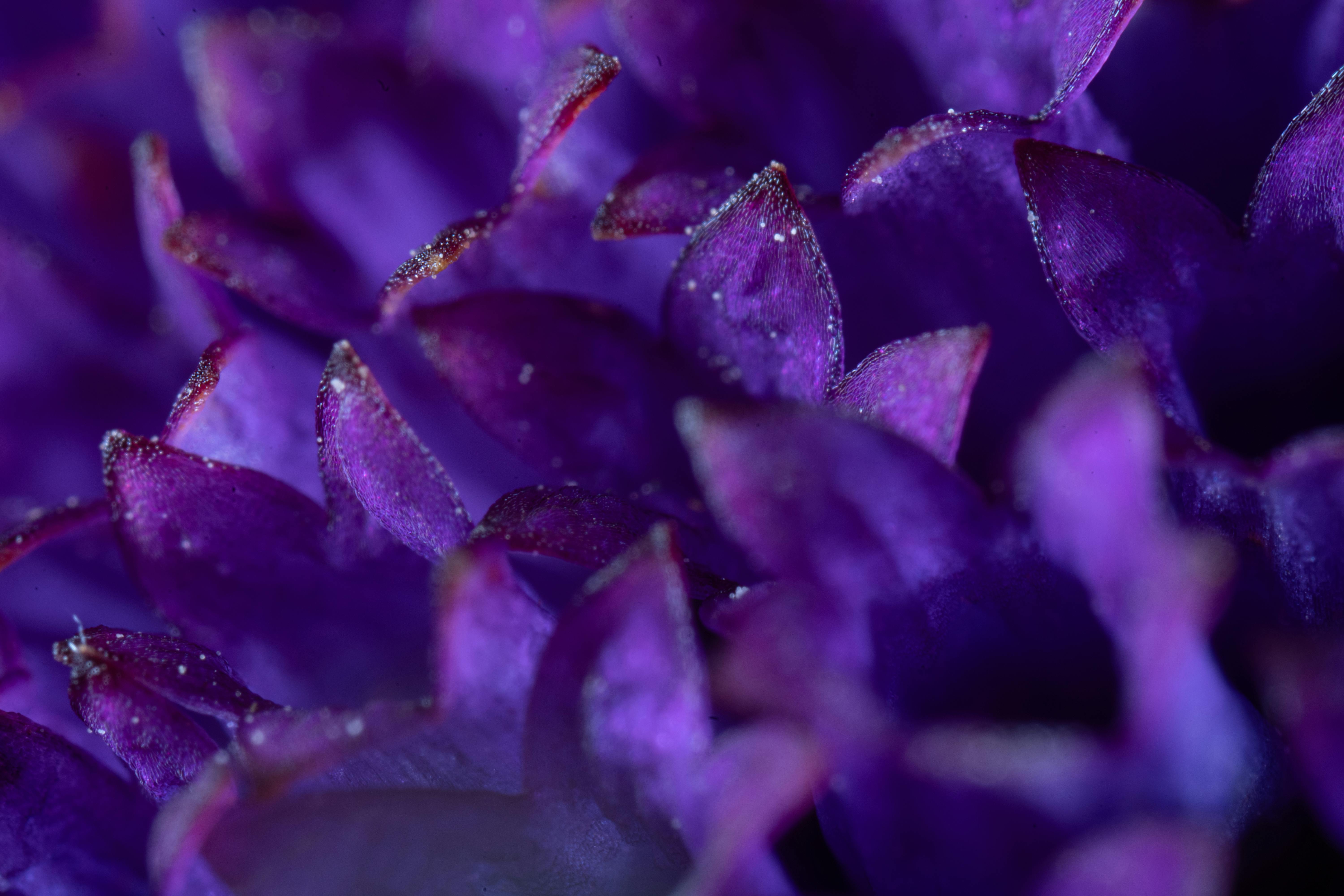 purple flower macro photography