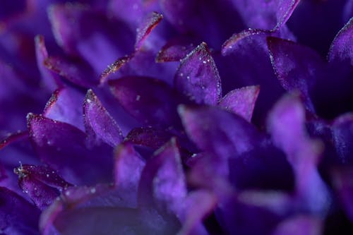 Purple flower macro photography