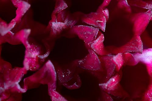 Close up of a red flower with small holes