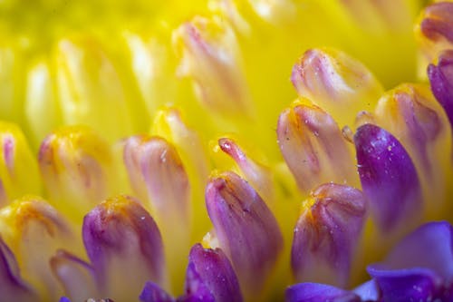 Close up of a purple and yellow flower