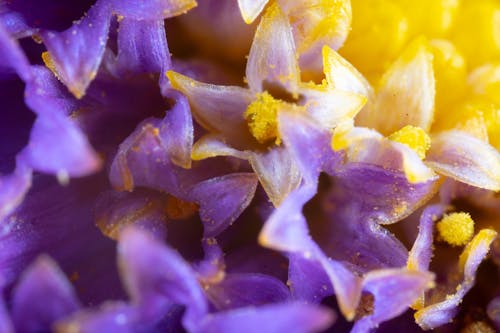 Close up of a purple flower with yellow and white petals