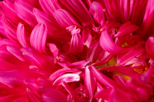 Close up of a pink flower with a black background