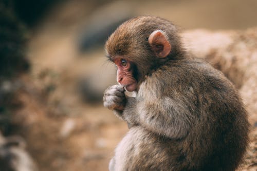 Close-Up Photo of a Monkey