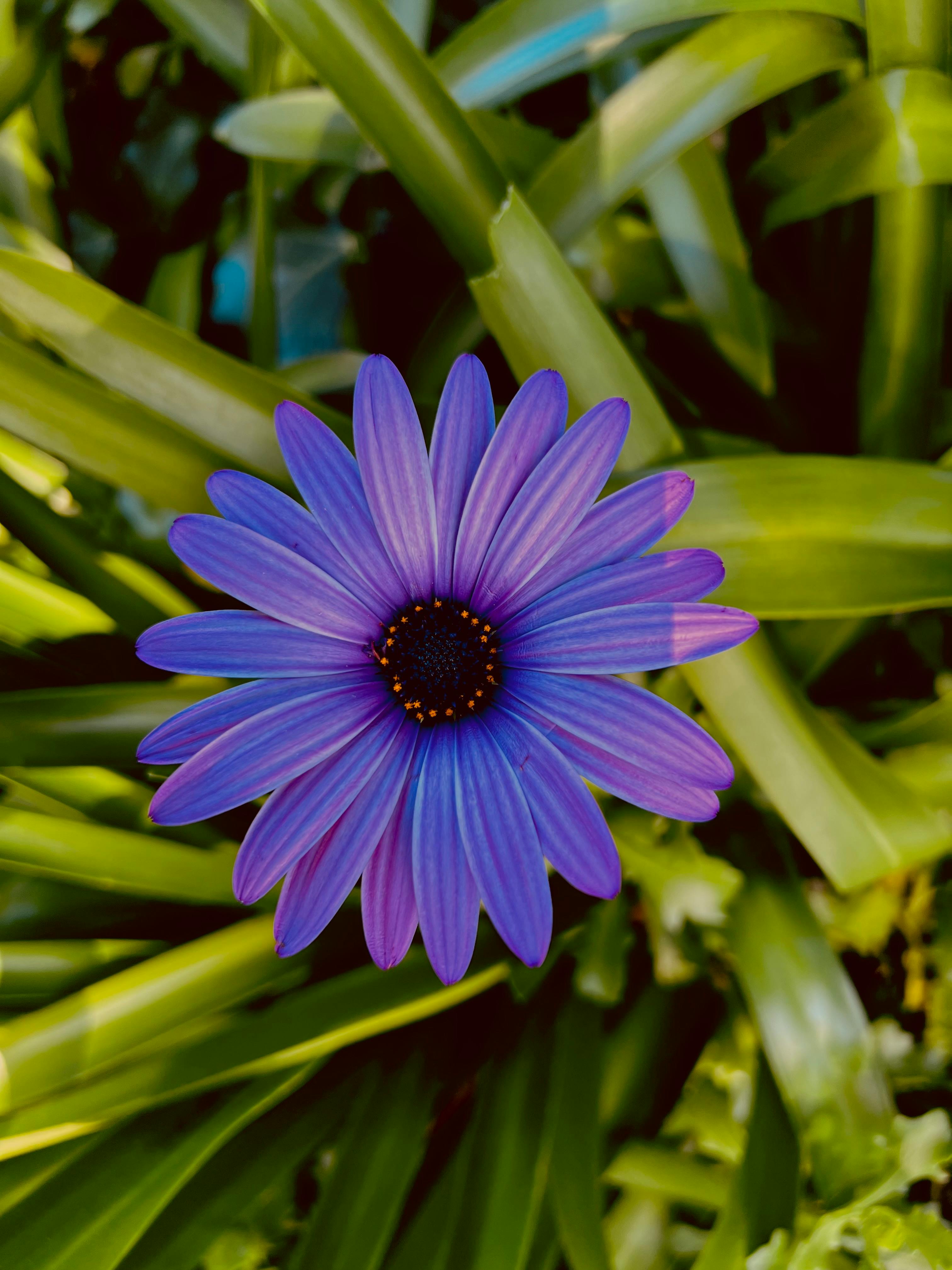 Shrub of Flowering Daisies · Free Stock Photo