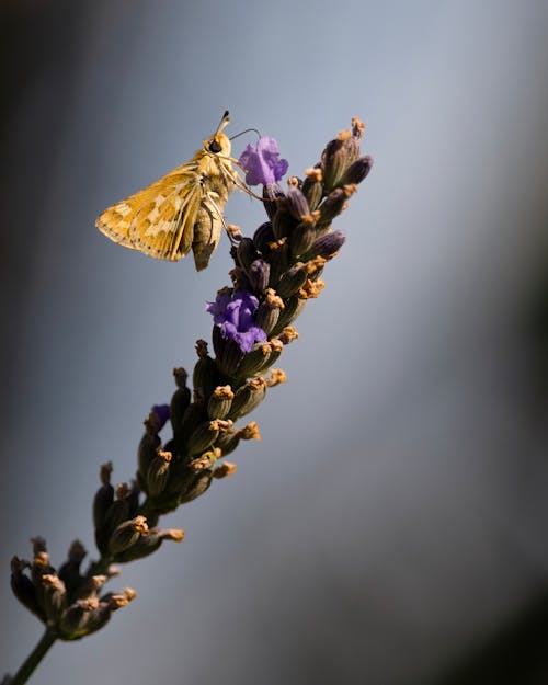 Brown Moth on Purple Flower