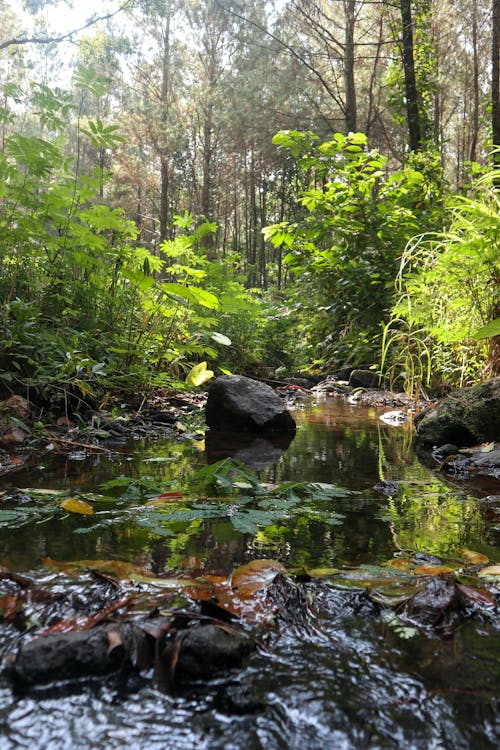 Foto stok gratis daun, daun musim gugur, hutan