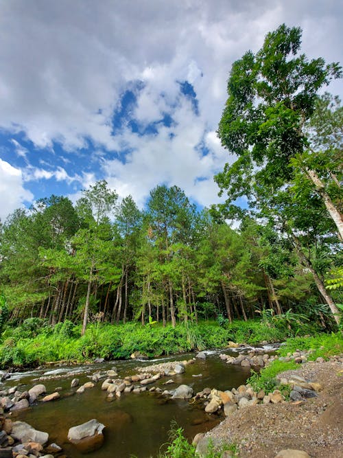Foto stok gratis hutan, pohon cemara, sungai