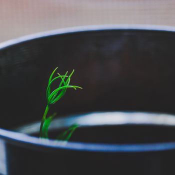 Growth to Growth 
