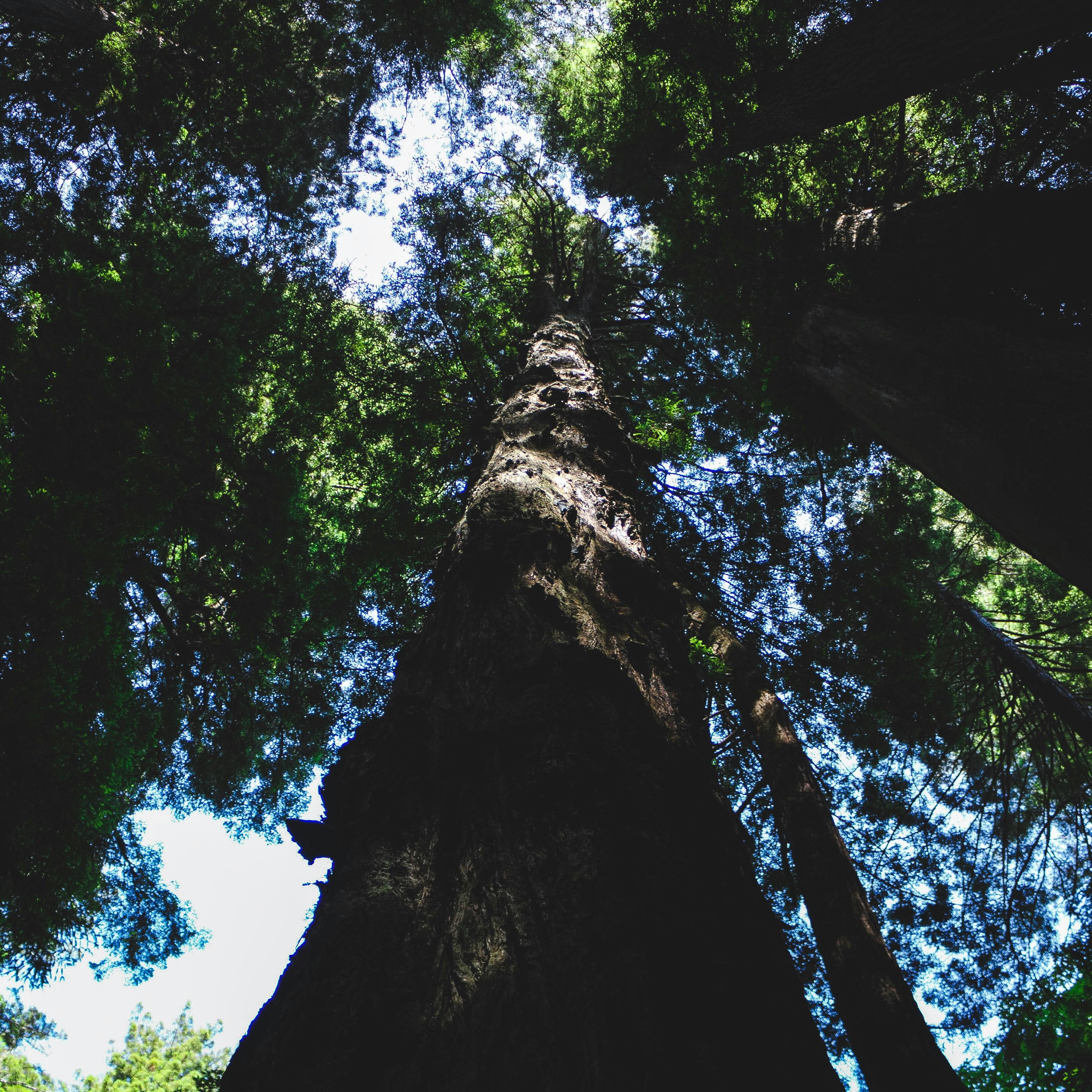 Free stock photo of big trees, california, redwood trees