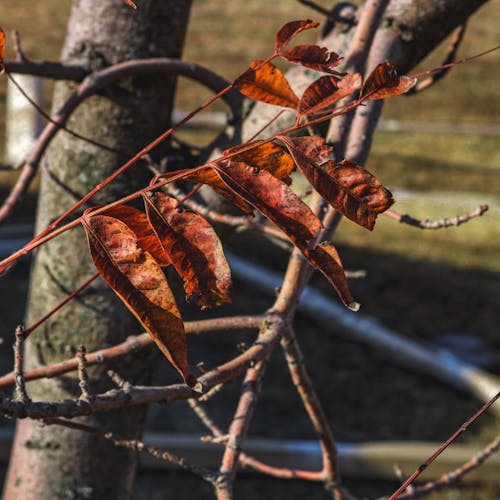 Gratis stockfoto met herfstbladeren, herfstkleuren