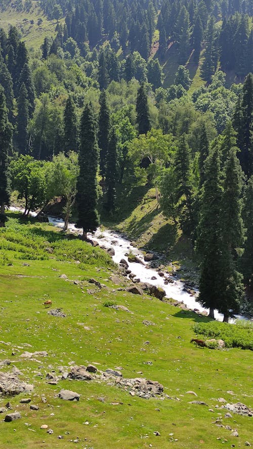 Forest and Stream in Valley