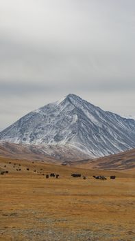 Serene landscape of a snow-capped mountain with cattle grazing in a vast pasture.