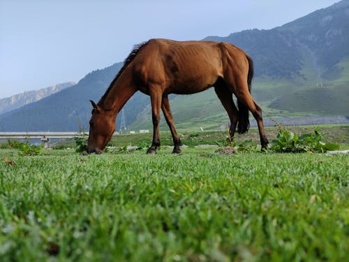 Free stock photo of brown horse, brown horses, flower meadow