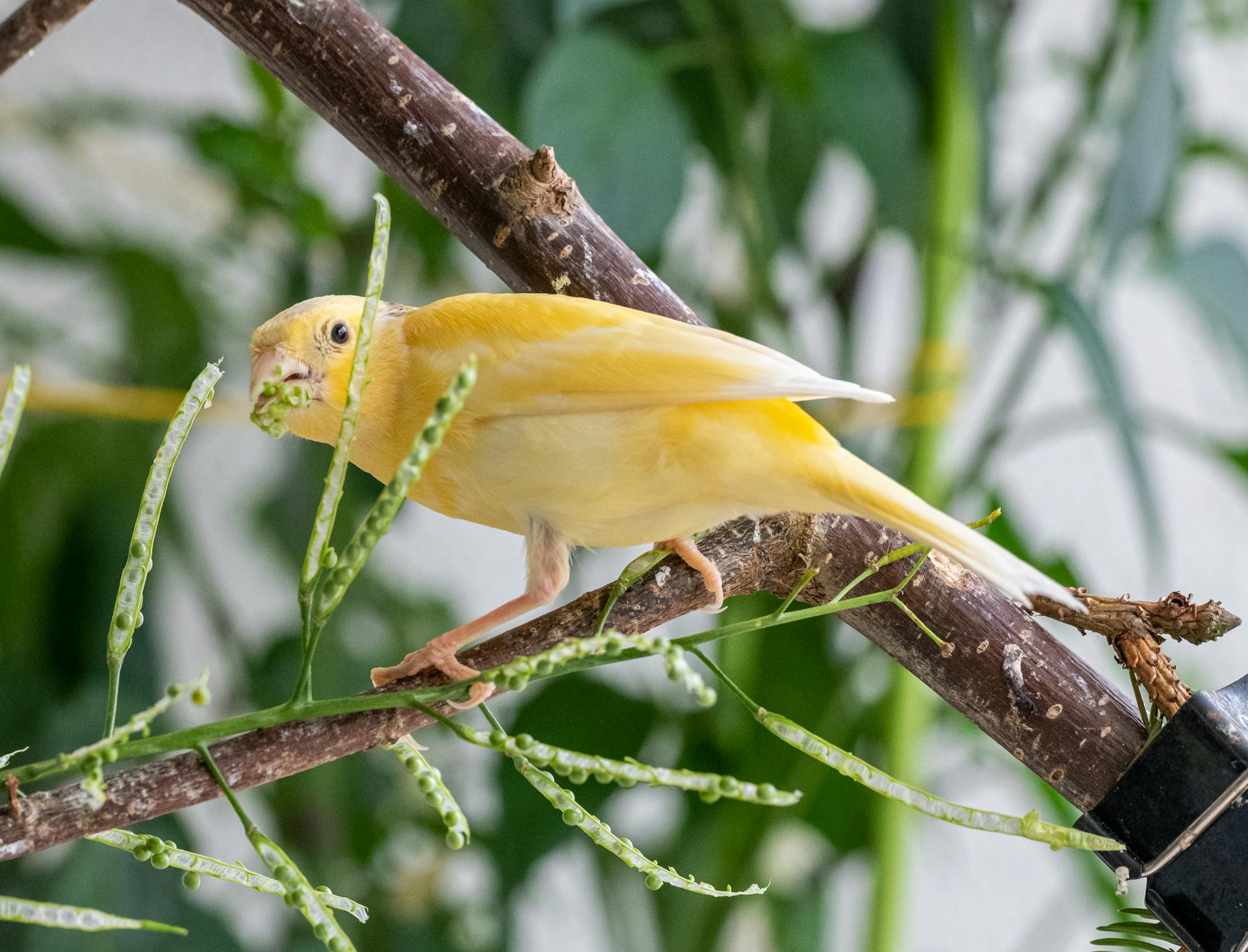 Atlantic Canary Sitting on a Branch