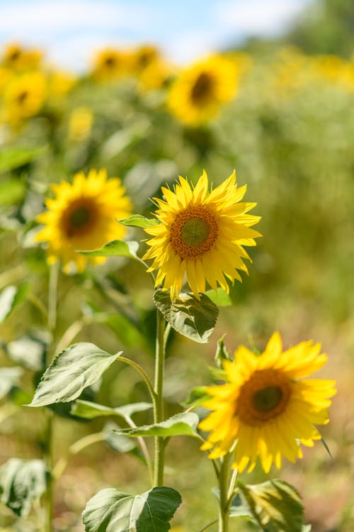 Immagine gratuita di avvicinamento, campo, fiori