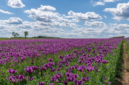 구름 낀 하늘, 꽃, 농업의 무료 스톡 사진