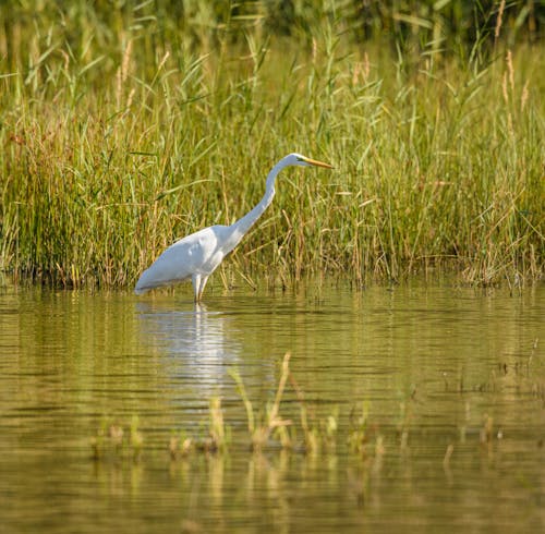 Kostnadsfri bild av djurfotografi, fågel, häger