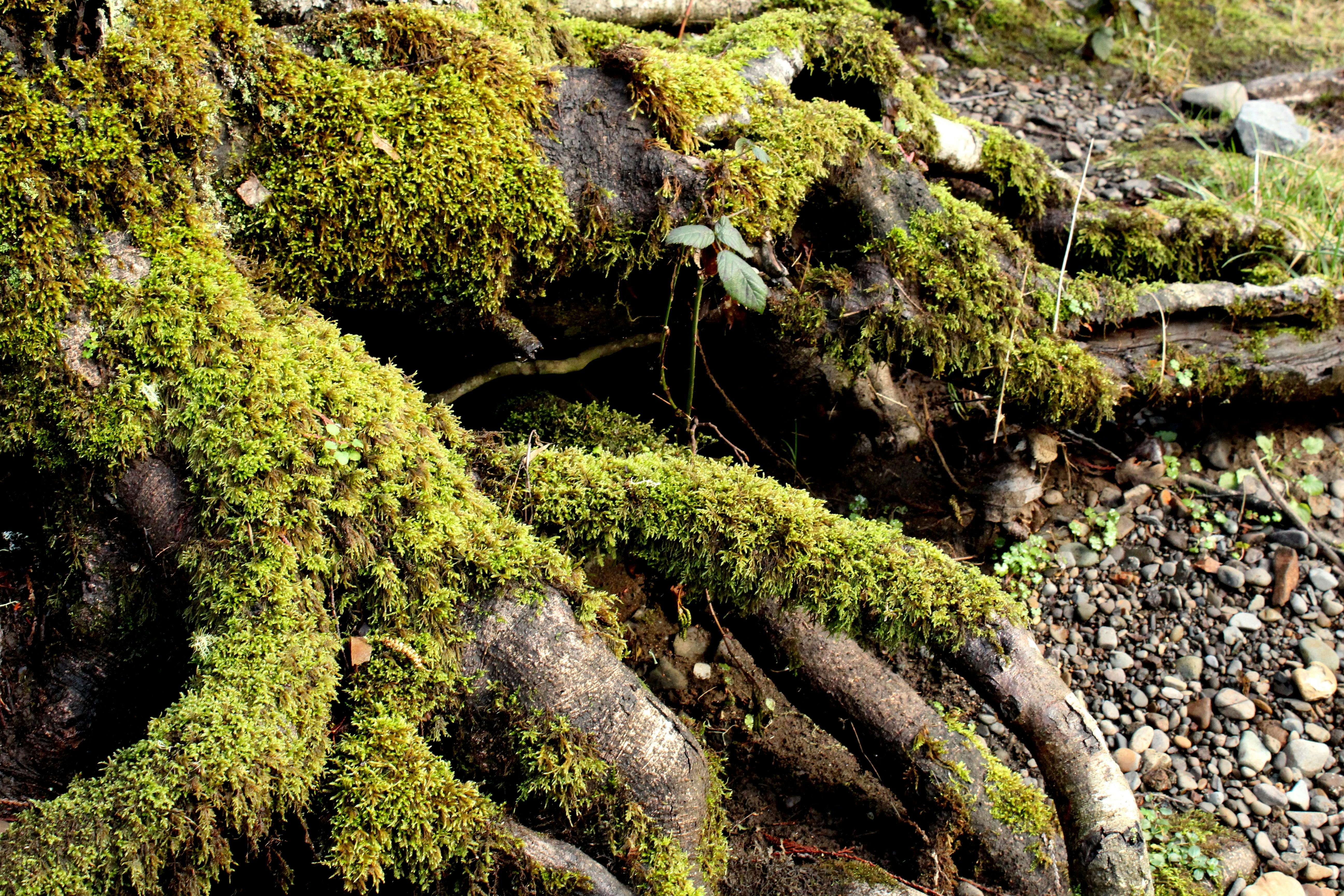 Free stock photo of mossy tree roots, tree roots